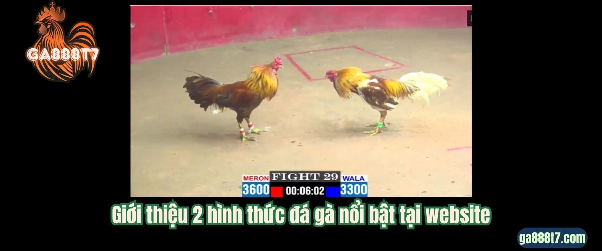 Giới thiệu 2 hình thức đá gà nổi bật tại website