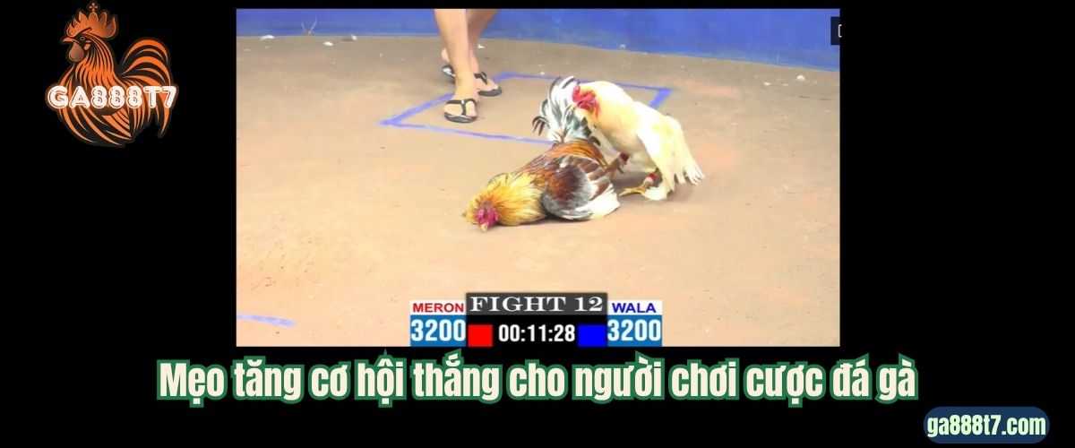 Mẹo tăng cơ hội thắng cho người chơi cược đá gà
