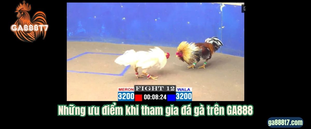 Những ưu điểm khi tham gia đá gà trên GA888